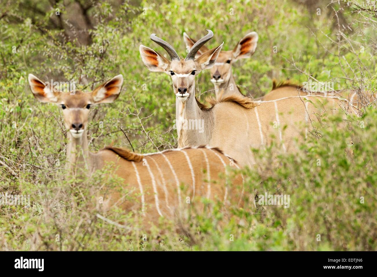 Un petit troupeau de Kudu en brousse regarder vers l'appareil photo en Namibie, l'Afrique. Photographié au cours d'une maison de vacances en voiture. Banque D'Images