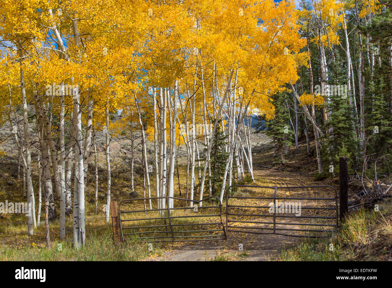 L'automne jaune vif de peuplier faux-tremble dans les Montagnes Rocheuses du Colorado Banque D'Images