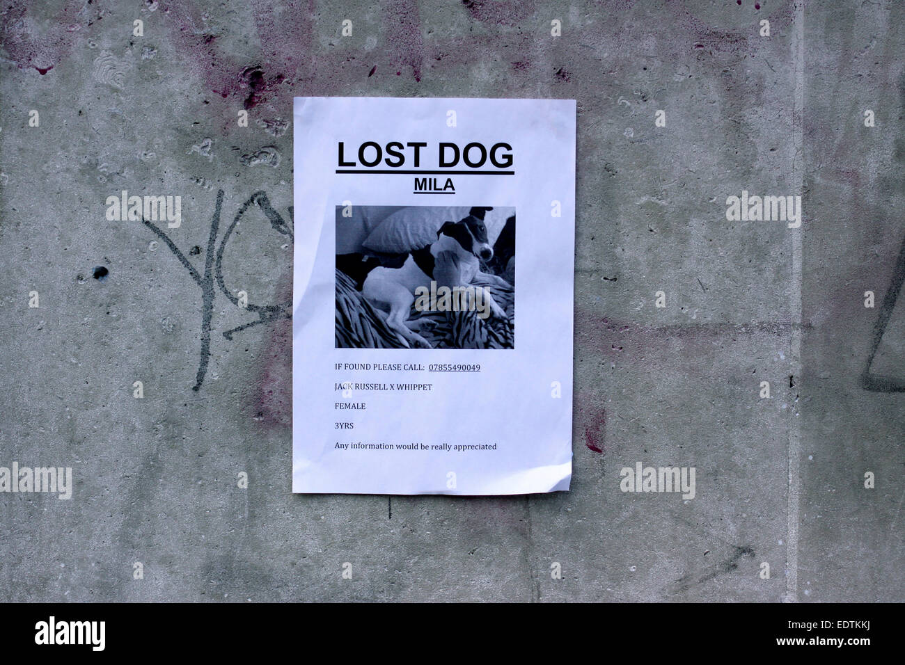 Affiche pour un chien manquant à Londres Banque D'Images