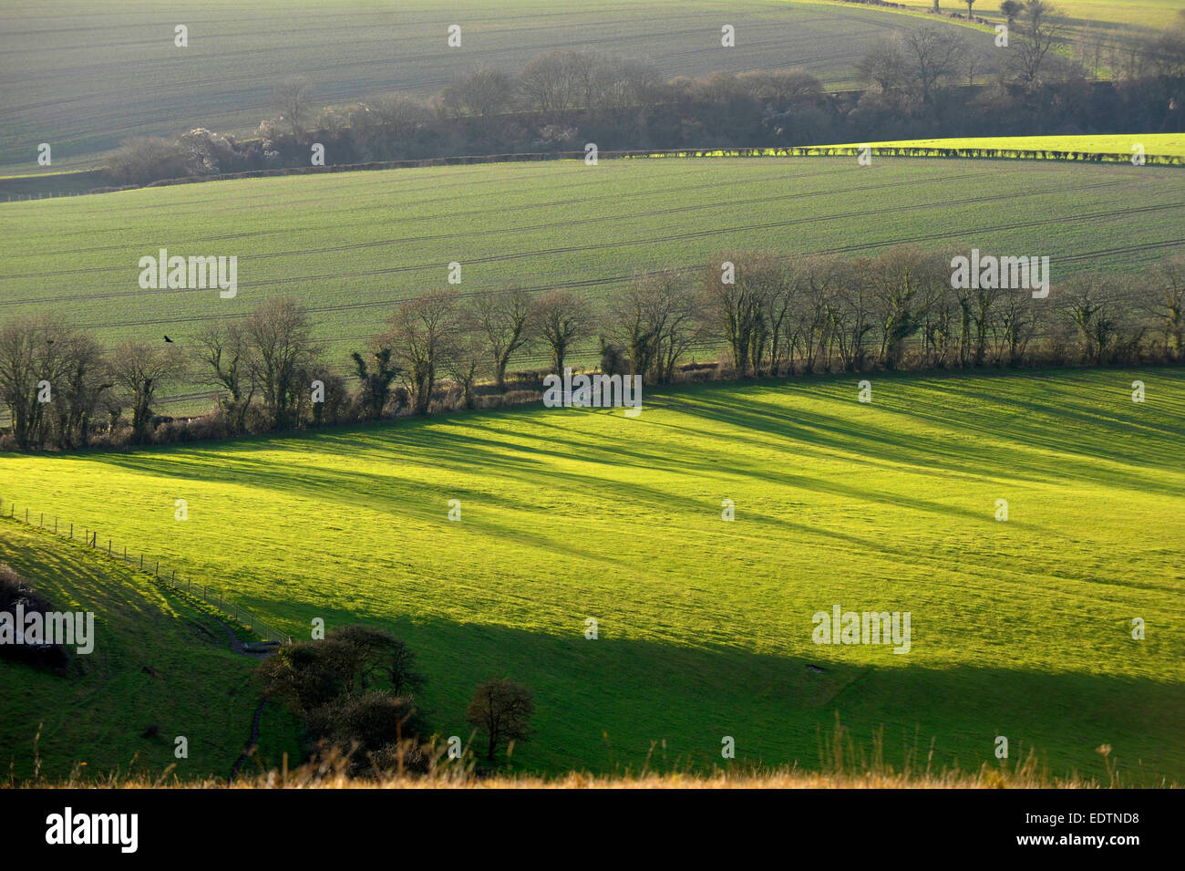 Les ombres de l'après-midi d'arbres à travers des champs verts. Vue de Butser Hill, le Parc National des South Downs Banque D'Images