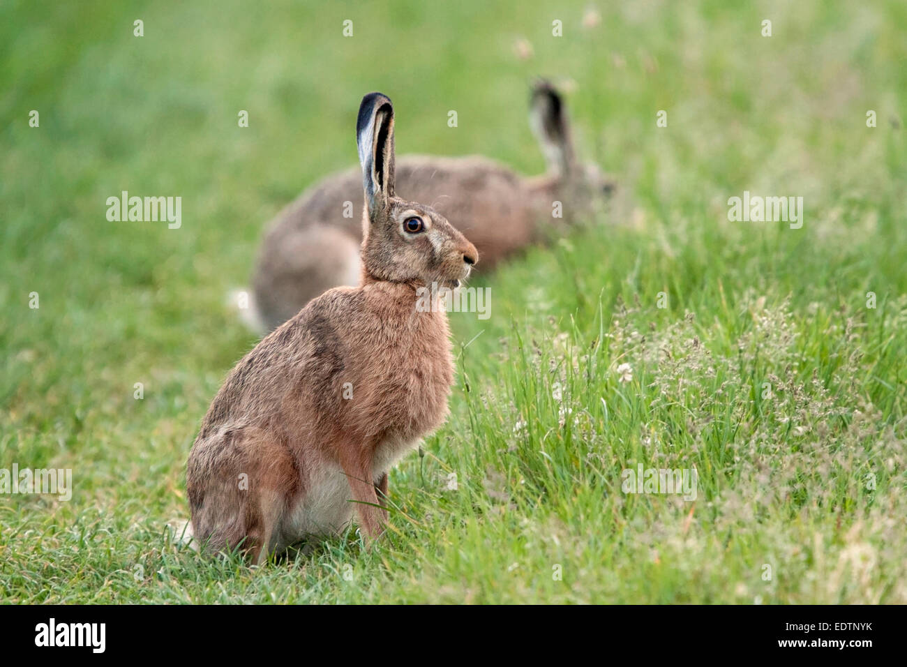 Hare dans l'herbe, à l'état sauvage. Banque D'Images
