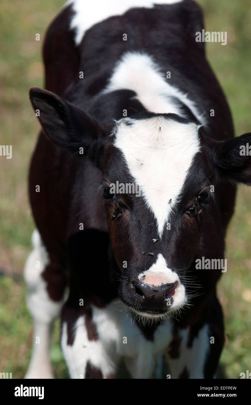 Vache noir et blanc Banque D'Images