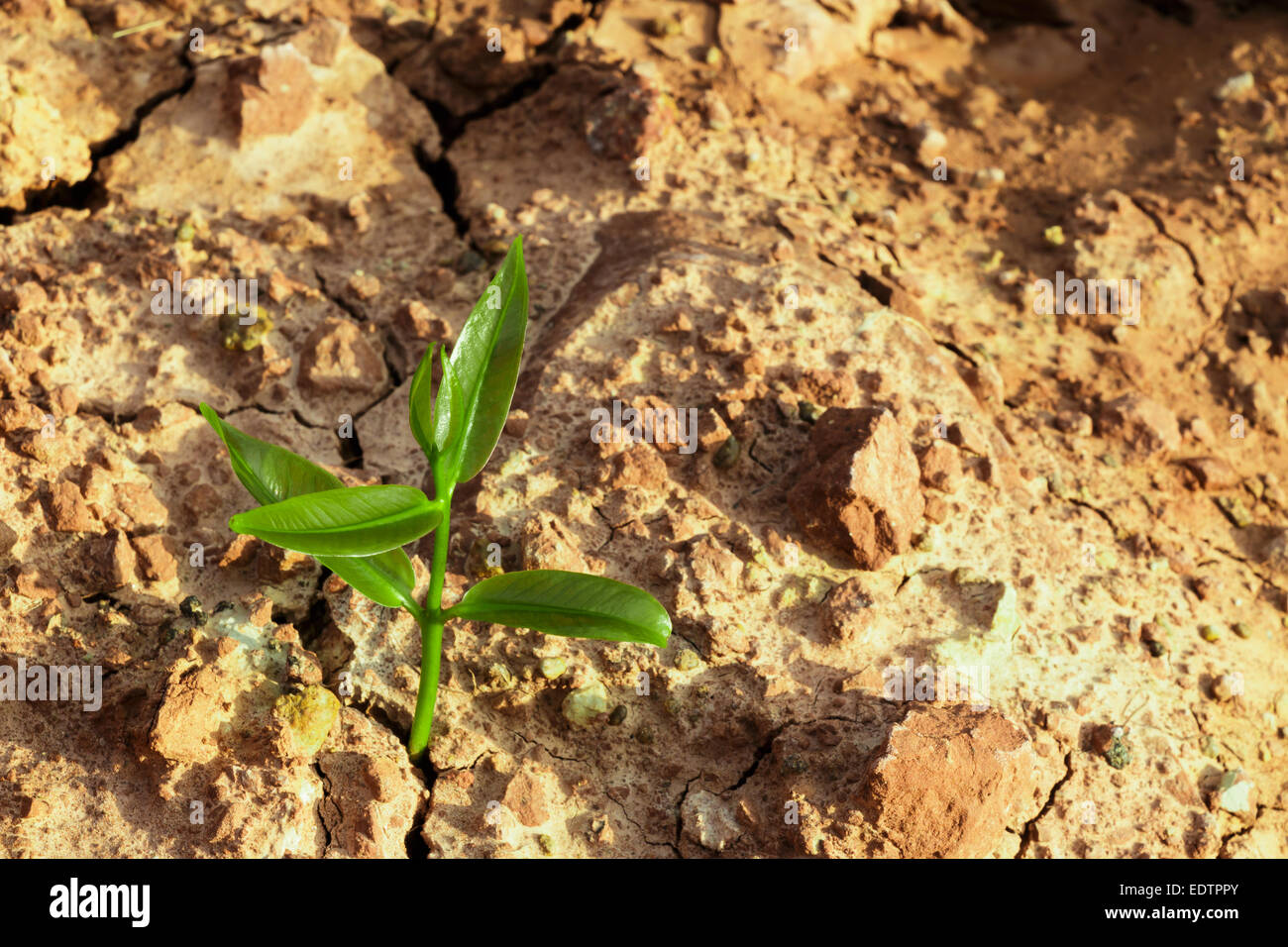 Le Sprout survivre sur l'environnement dans les zones arides sol fissuré Banque D'Images