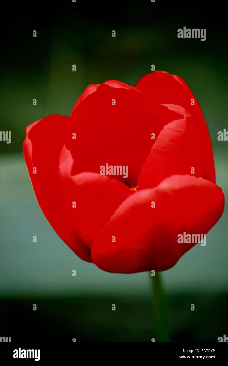Fleur de tulipe rouge unique dans un jardin de l'Irlande, Dublin en Irlande. Banque D'Images