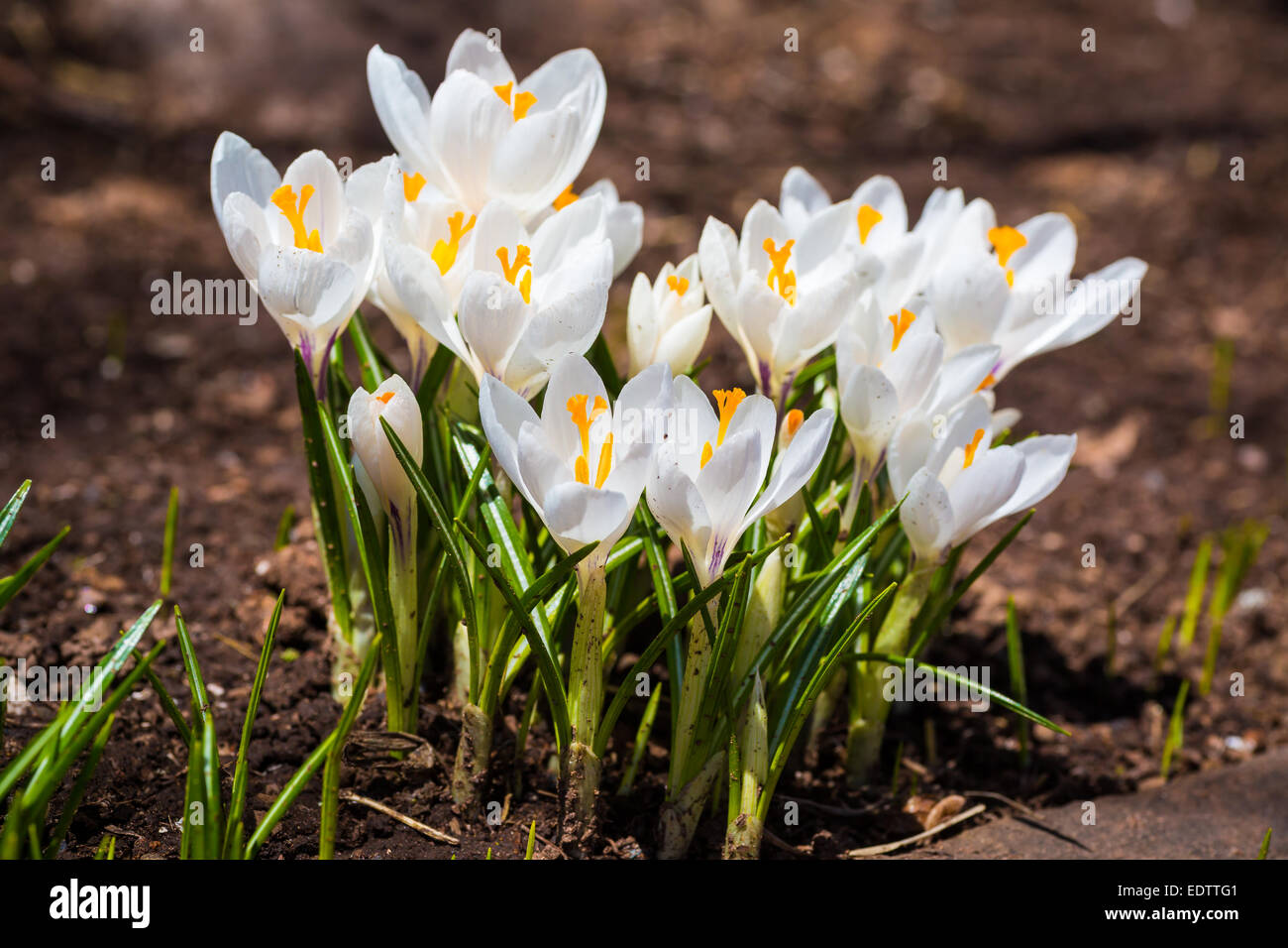 Joli crocus blancs dans le jardin au printemps. Banque D'Images