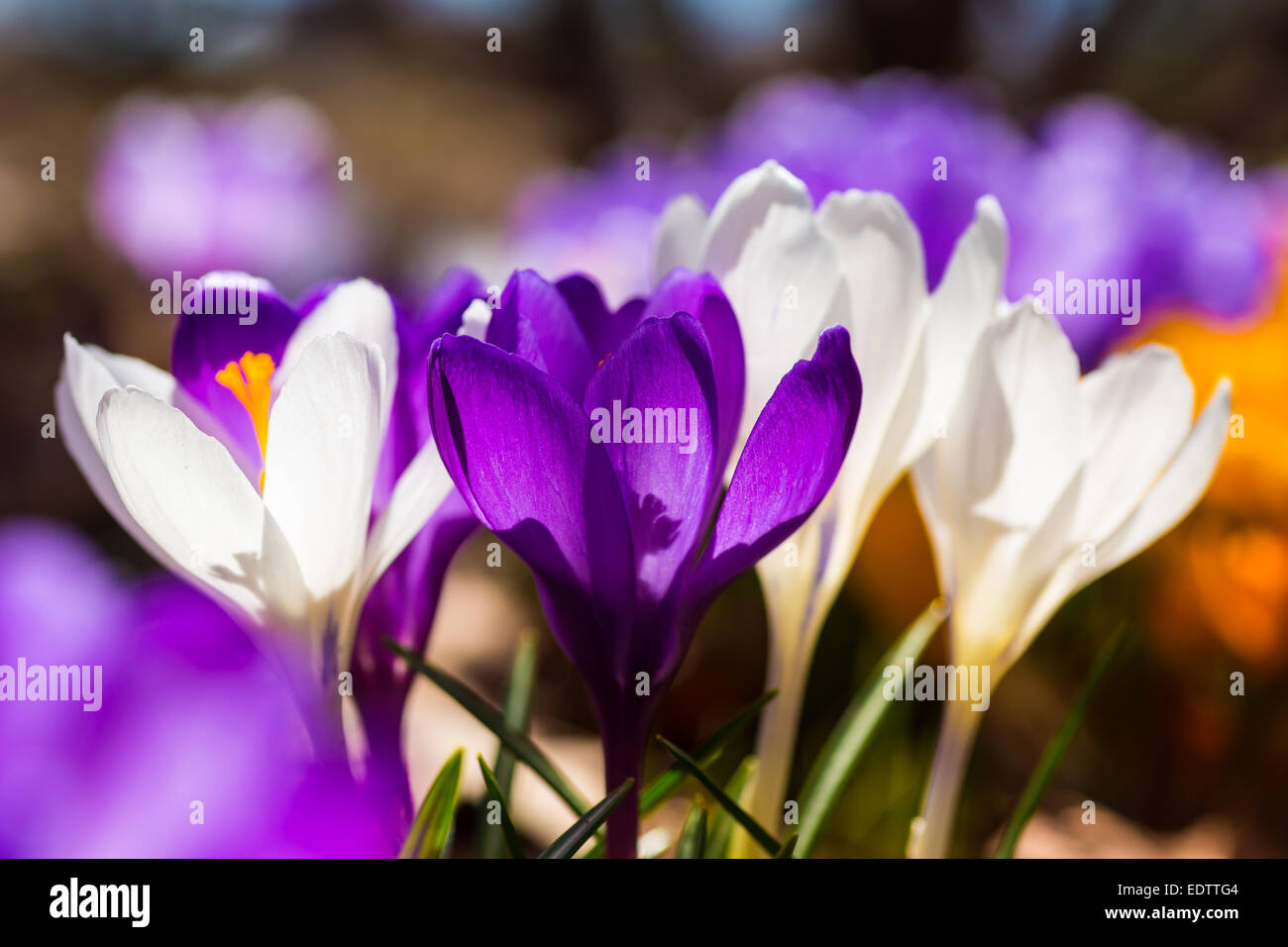 Le soleil de printemps brille à travers un groupe de fleurs crocus dans le jardin. Banque D'Images