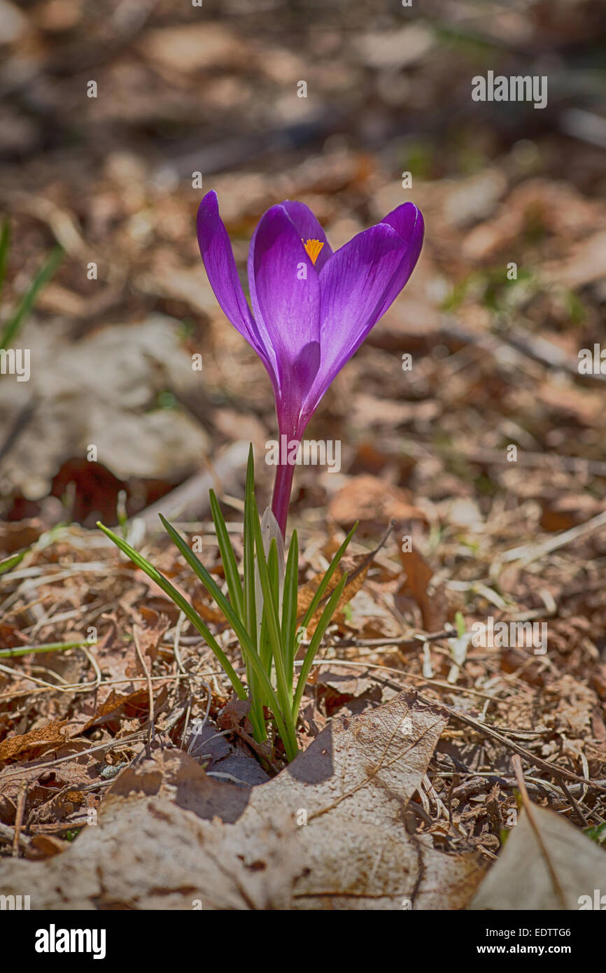 Un seul crocus à venir jusqu'à l'automne les feuilles de chêne dans le jardin de printemps. Banque D'Images