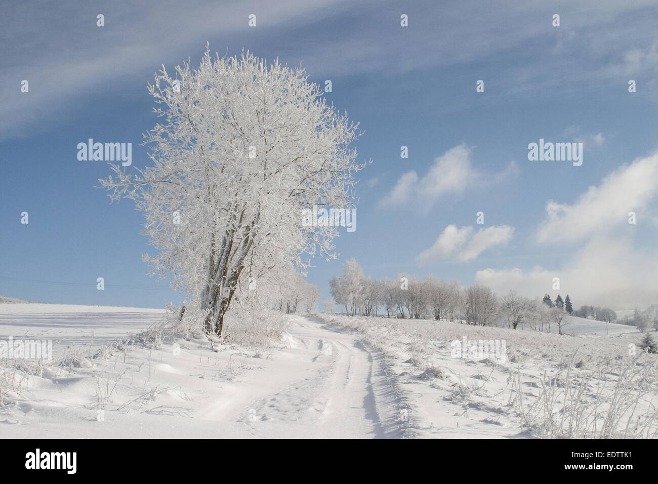 Lonely tree in winter day - paysage avec ciel bleu Banque D'Images