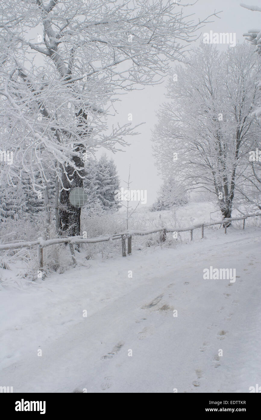 Belle scène d'arbres givrés dans une rangée avec route couverte de neige Banque D'Images
