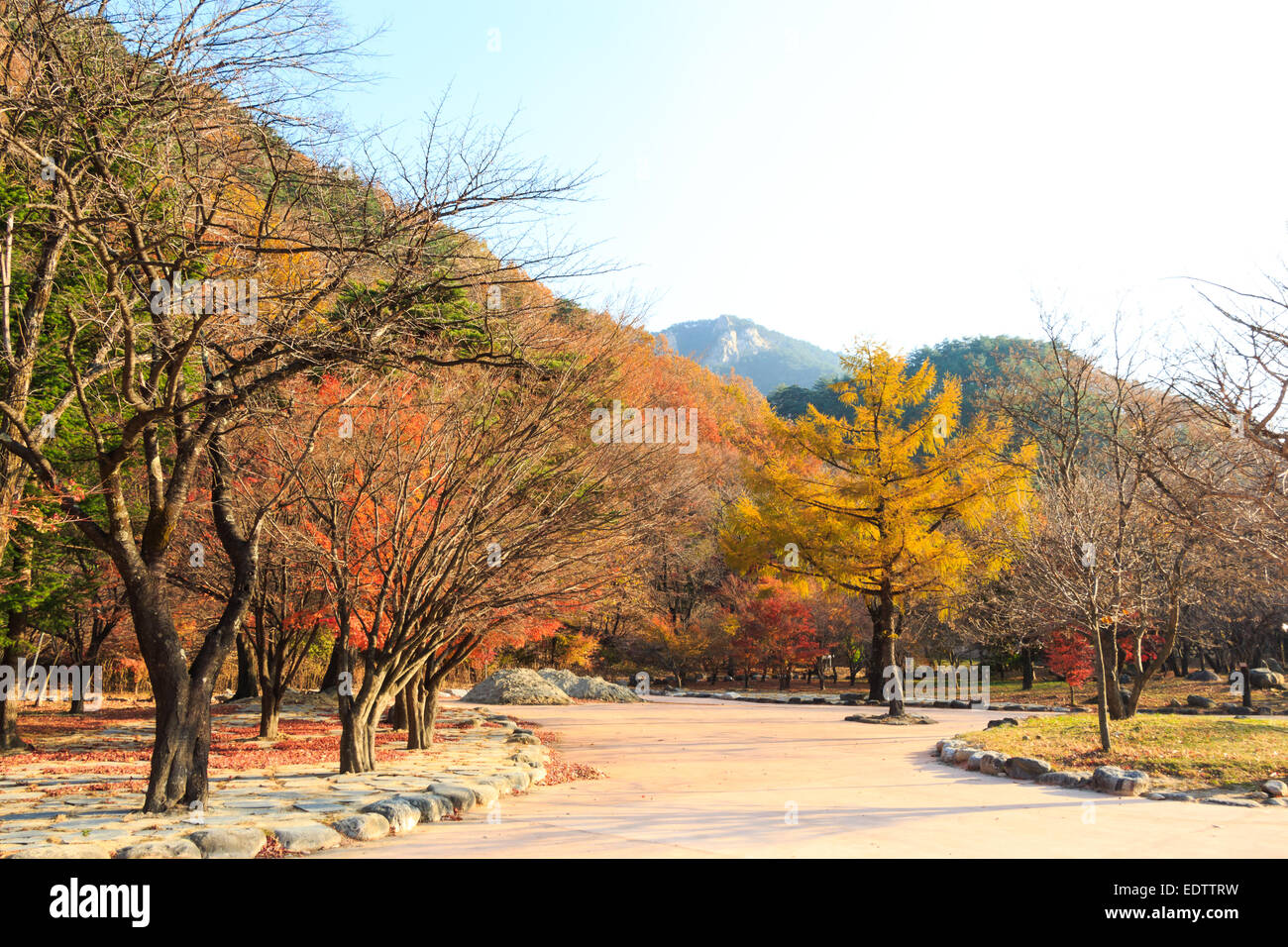 Arbres en automne coloré et ciel bleu au Parc National de Seoraksan, Corée du Sud Banque D'Images