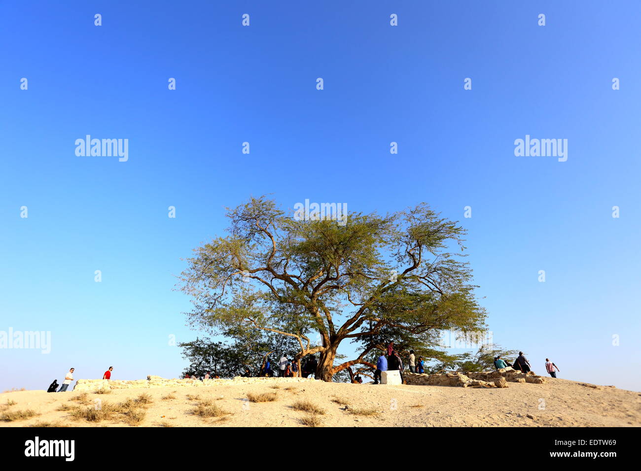 Les personnes qui désirent visiter l'arbre de vie, (espèces Prosopis cineraria), Royaume de Bahreïn Banque D'Images