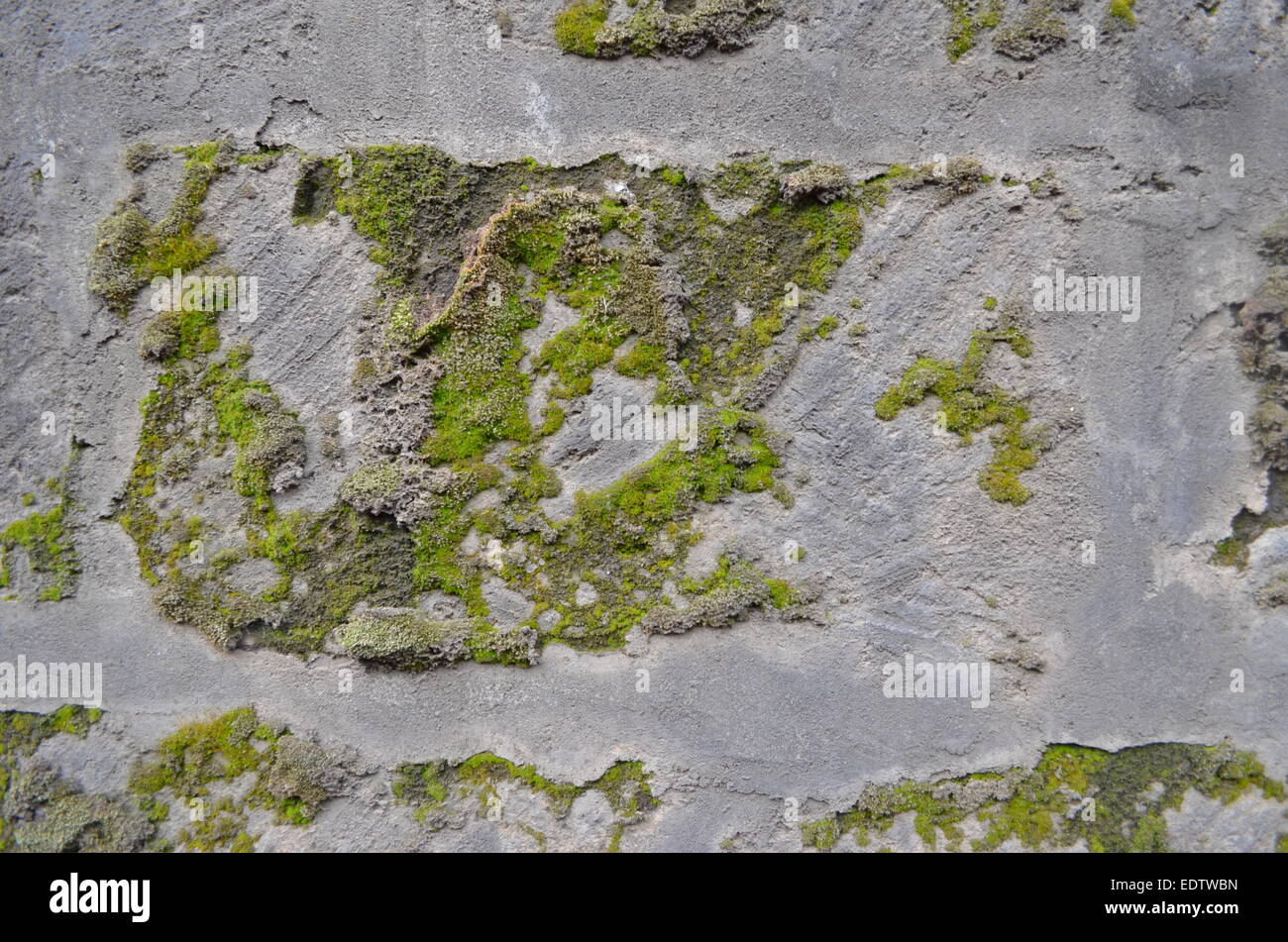 Pierre de grandi moss roche volcanique gris Banque D'Images