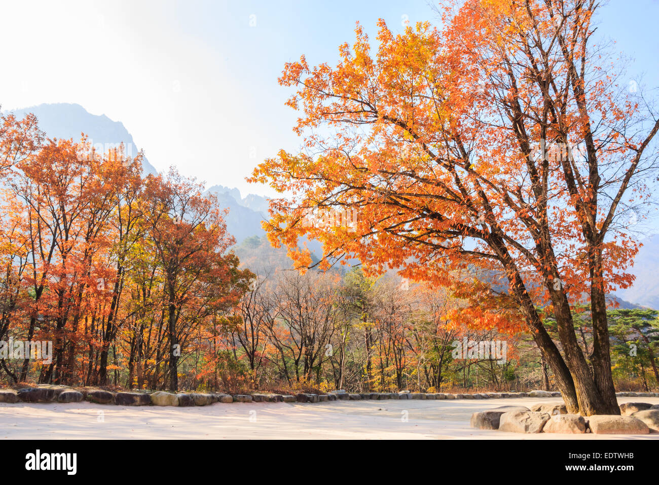 Les arbres colorés dans le Parc National de Seoraksan à antumn ,Corée Banque D'Images