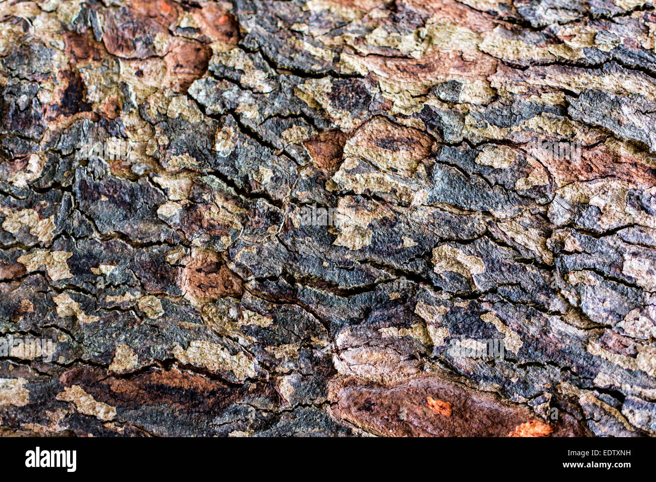 La texture de l'écorce des arbres Saman Banque D'Images