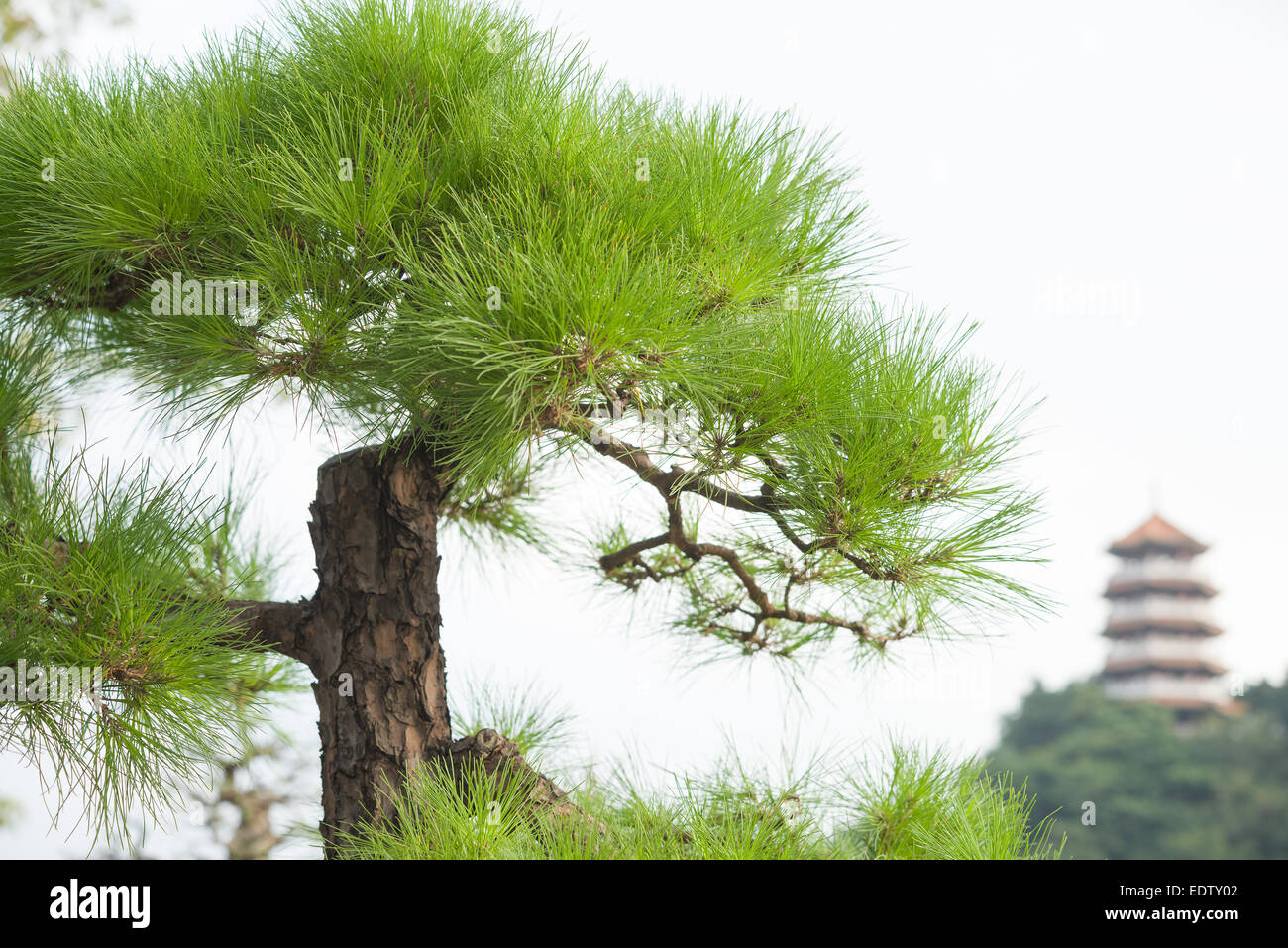 Bonsai et un arrière-plan à la tour chinoise traditionnelle Banque D'Images