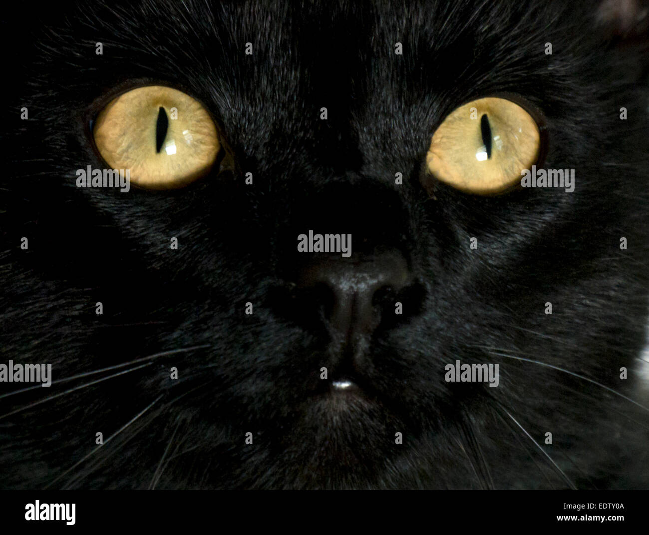 Chat noir yeux jaunes Banque D'Images