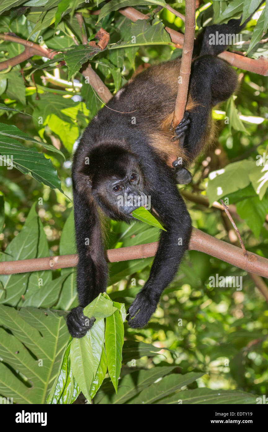 Manteau singe hurleur (Alouatta palliata) de manger les feuilles des arbres dans la forêt vierge, parc national de Cahuita, Limón, Costa Rica. Banque D'Images