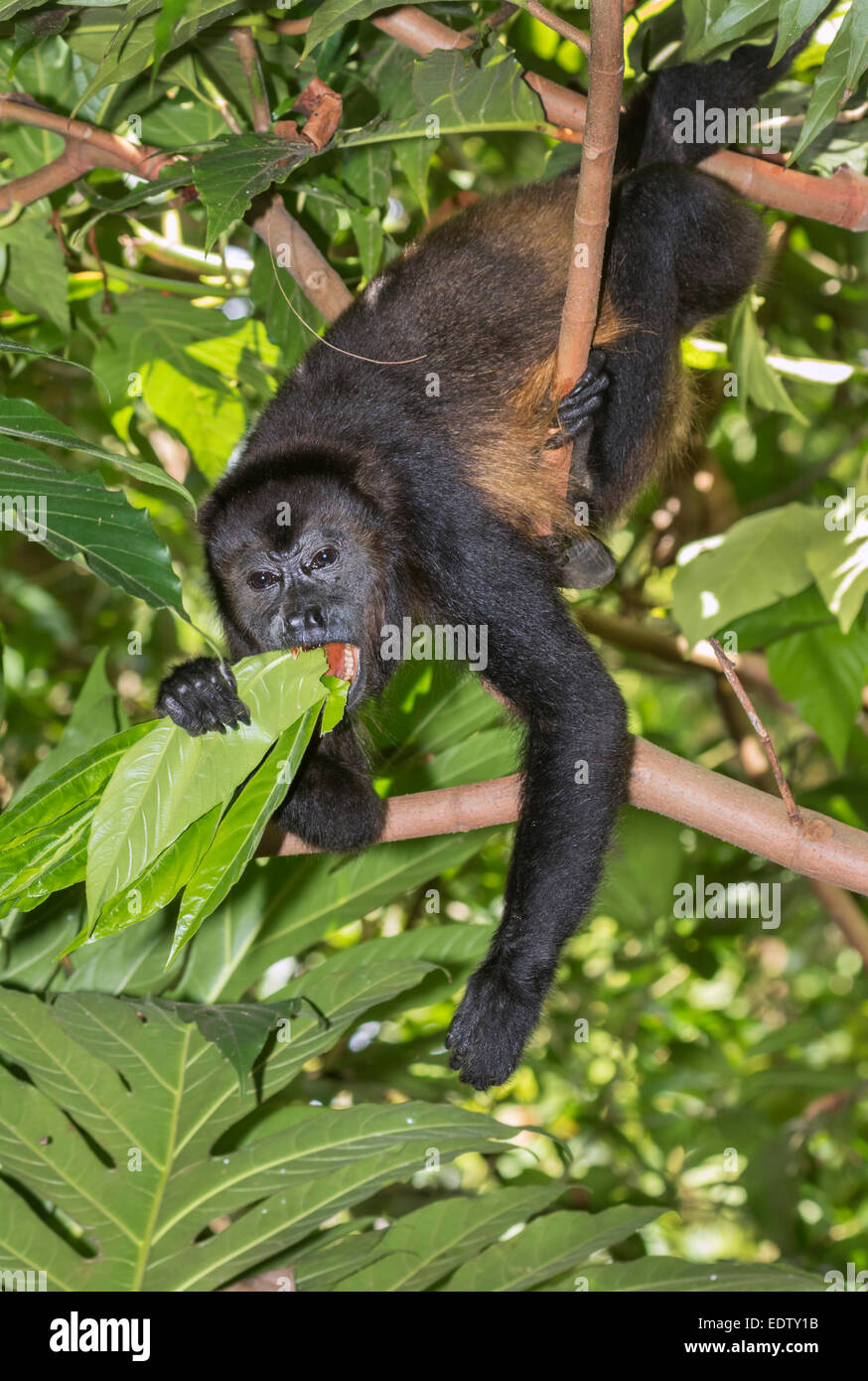 Manteau singe hurleur (Alouatta palliata) de manger les feuilles des arbres dans la forêt vierge, parc national de Cahuita, Limón, Costa Rica. Banque D'Images