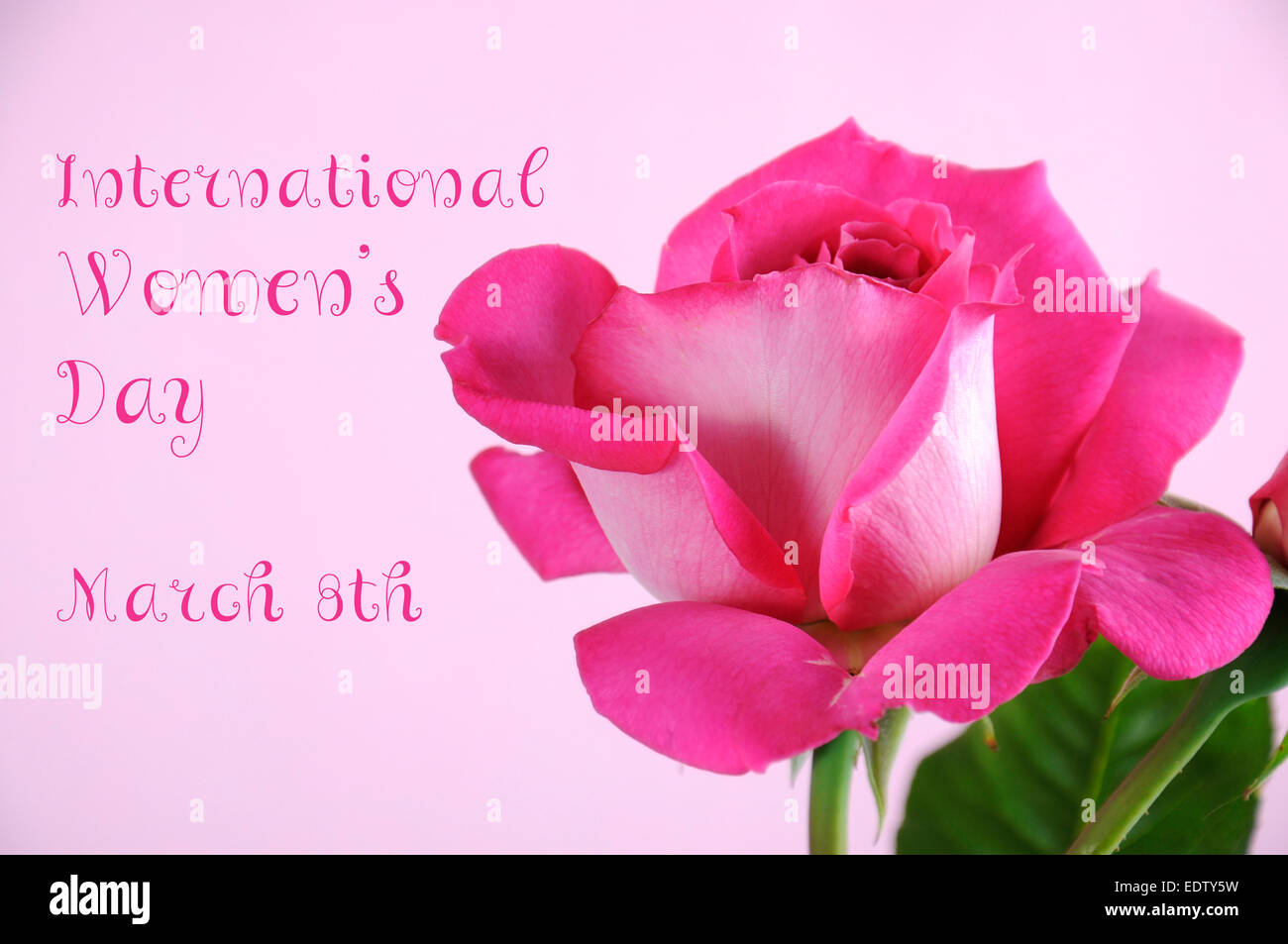 Heureux la Journée internationale des femmes accueil avec un rose rose sur fond rose avec l'échantillon de texte. Banque D'Images