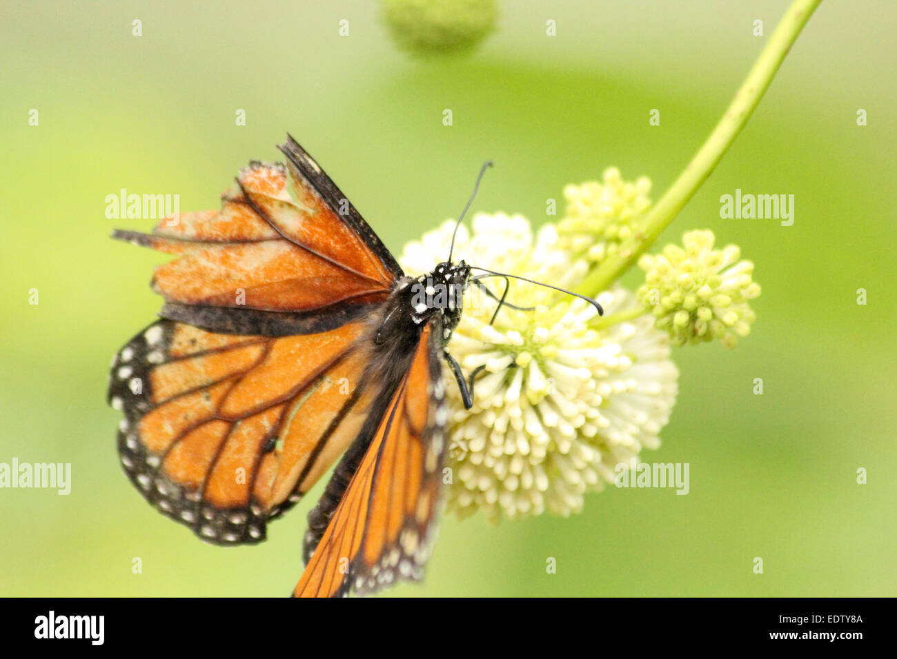 Monarch avec une aile endommagée sur un bouton Bush Banque D'Images