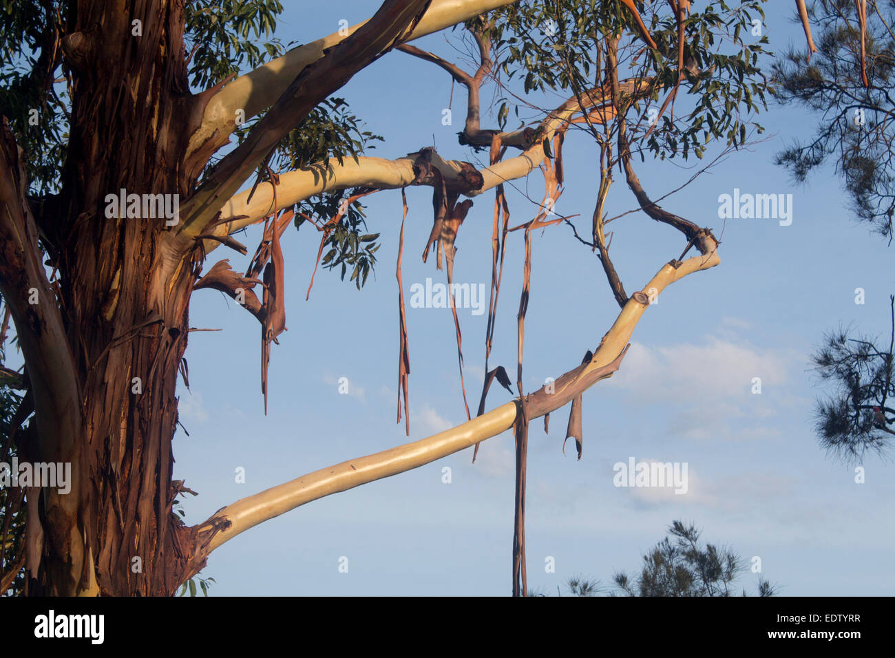 Eucalyptus gum tree versant l'écorce dans la chaleur d'été Nouvelle Galles du sud , Australie Banque D'Images