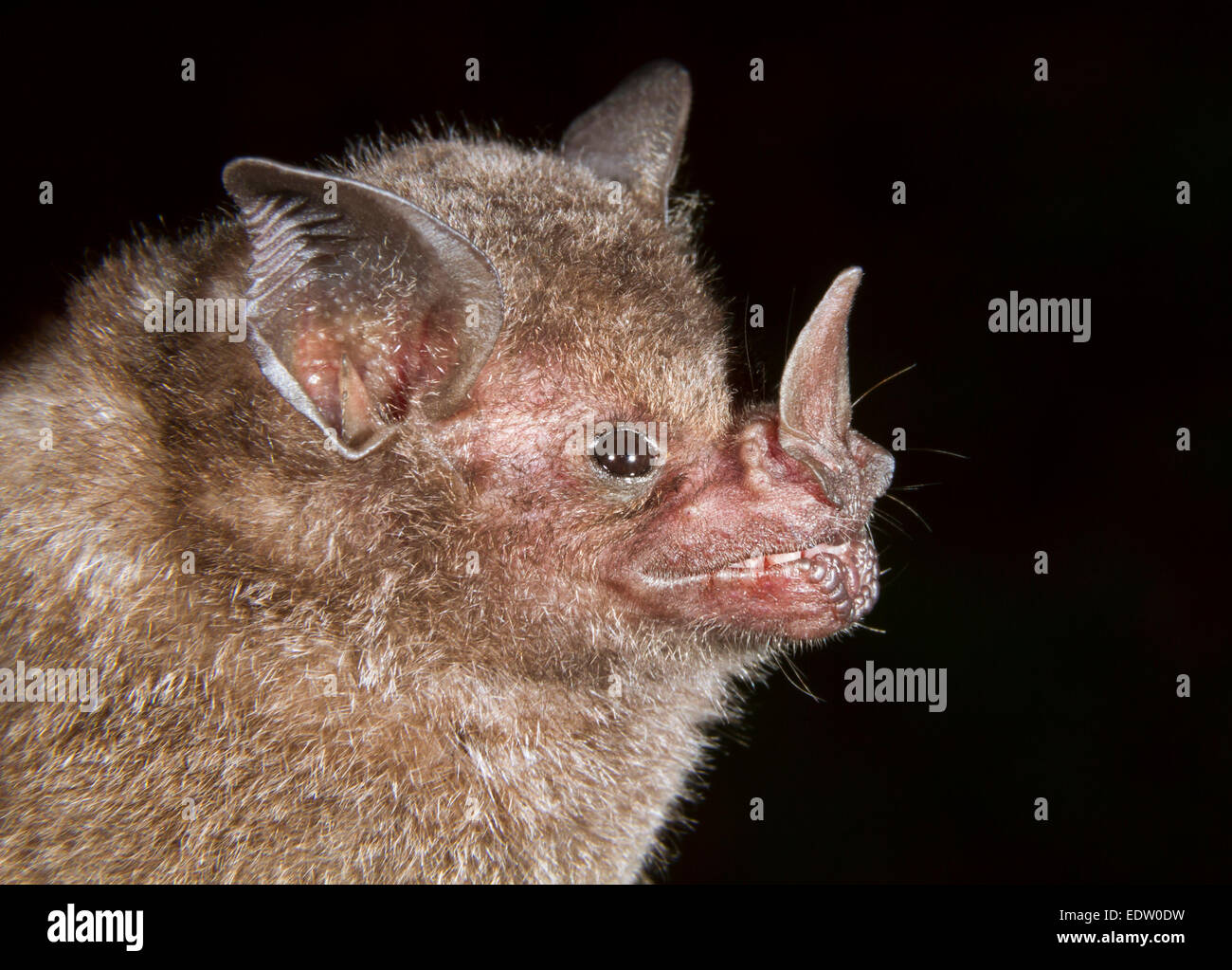 Seba's Short-tailed fruit bat (Carollia perspicillata) portrait, Limon, Costa Rica. Banque D'Images