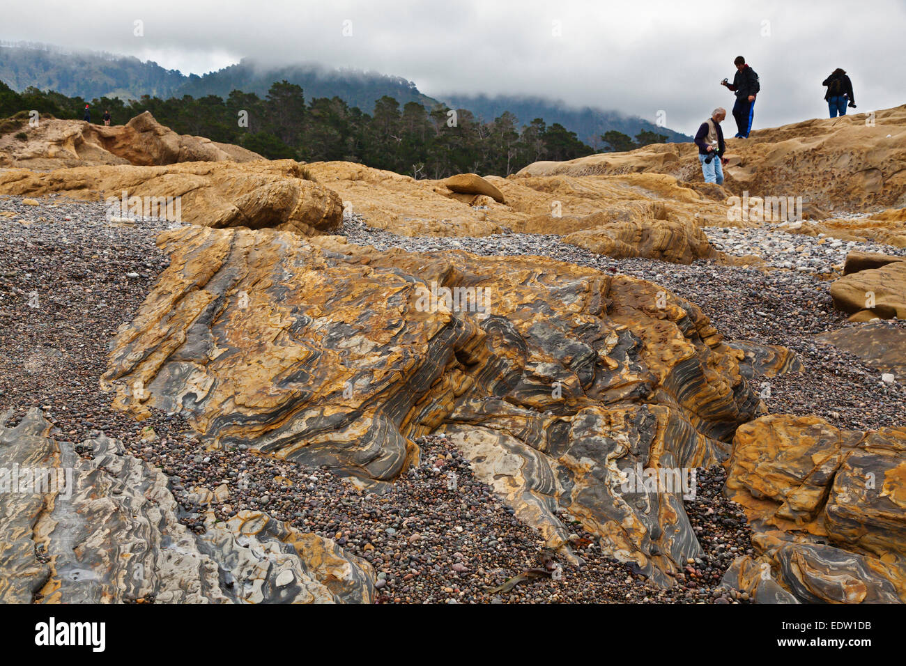 Profitez des photographes ROCK FORMATIONS at Weston Beach et une forêt de pins de Monterey - Point Lobos State Park, Californie Banque D'Images