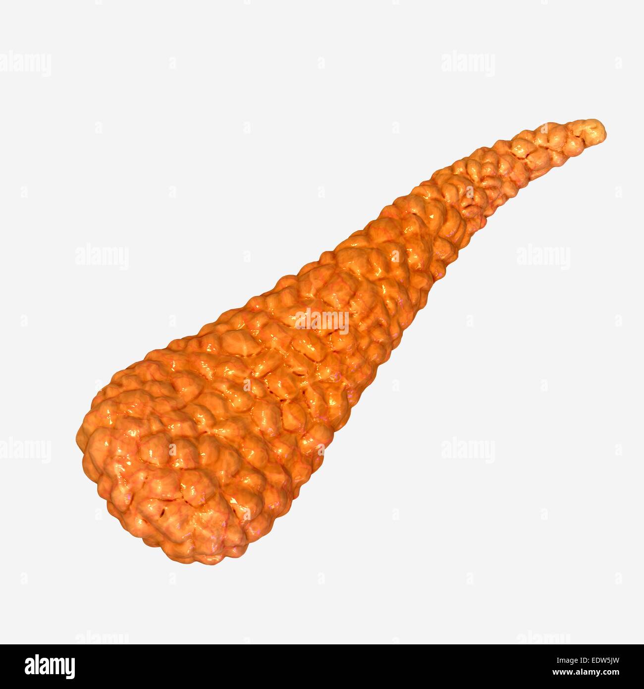 Pancreas diagram Banque de photographies et d’images à haute résolution ...