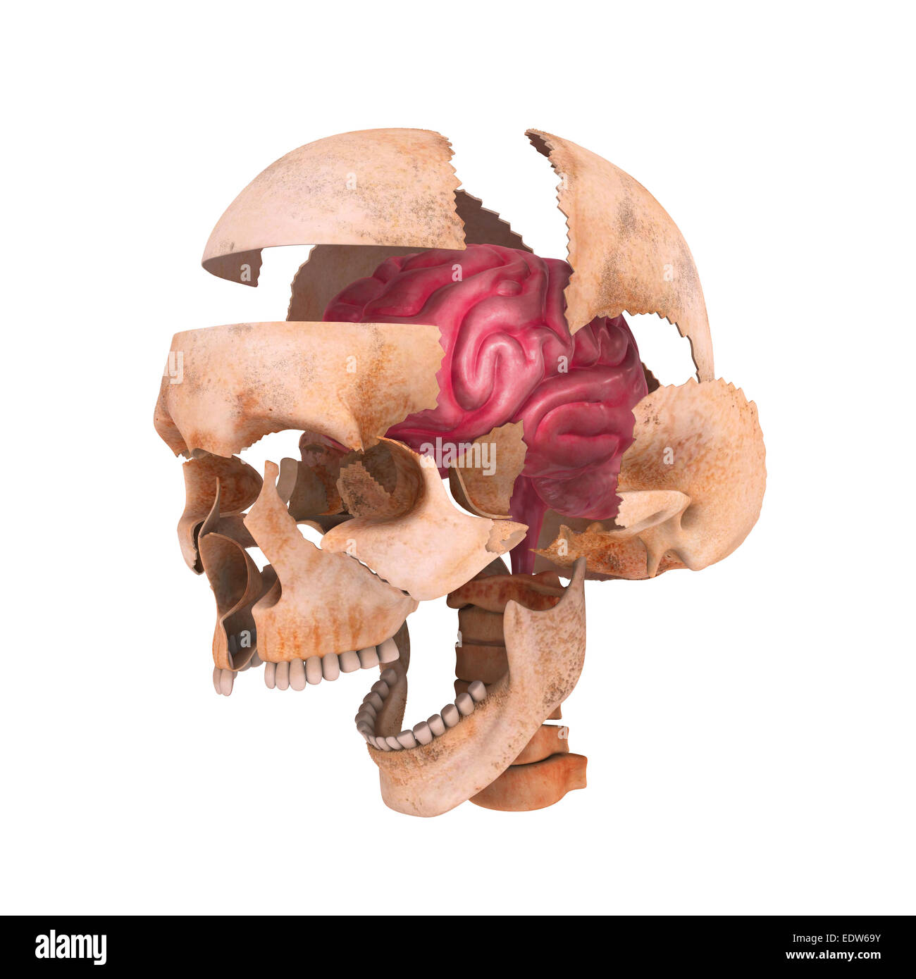 Cerveau du crâne Banque D'Images