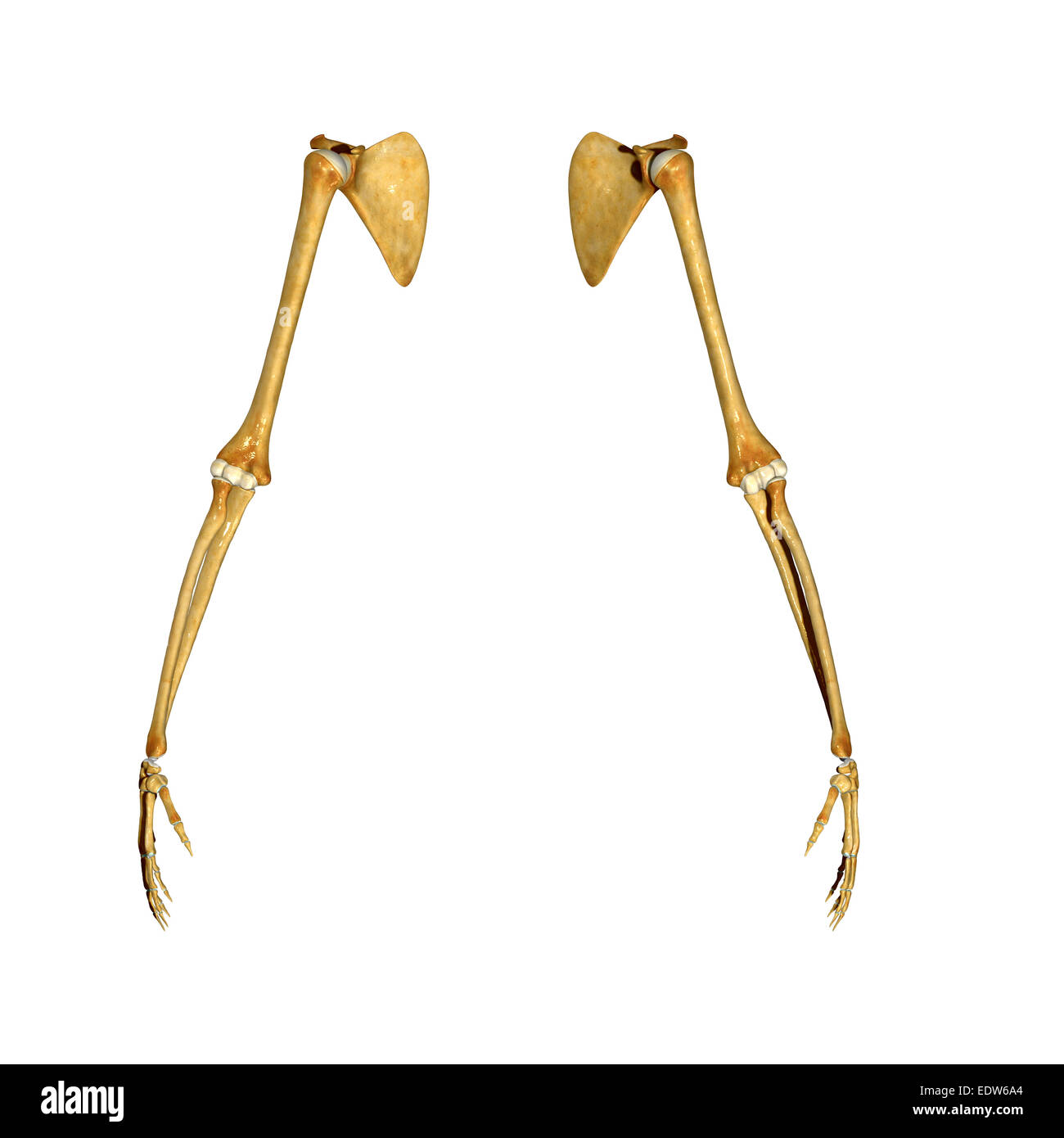 Mains humaines Banque D'Images