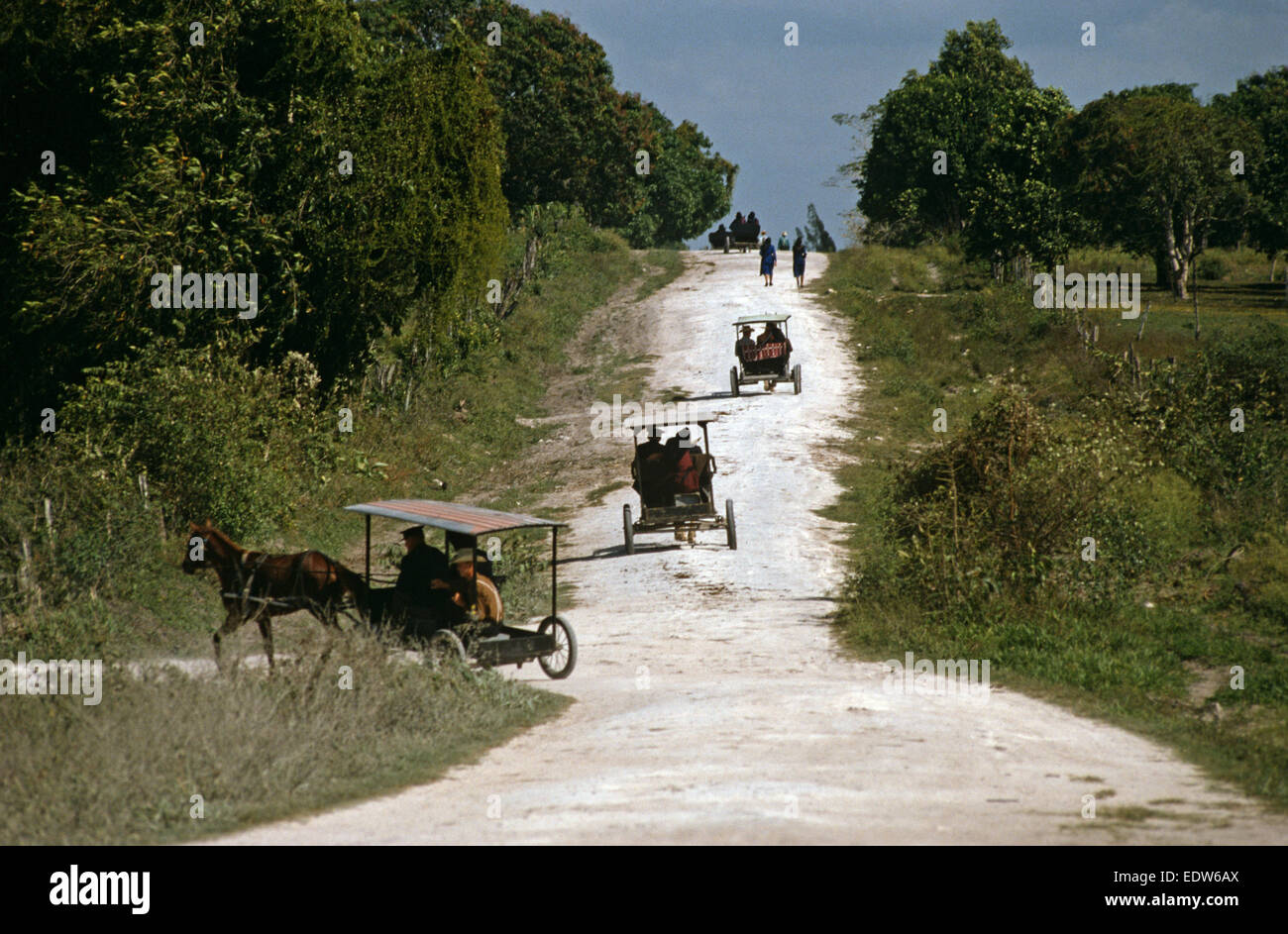 Les Mennonites en cheval et buggies de communautés orthodoxes, Belize, en Amérique centrale, Juin 1985 Banque D'Images