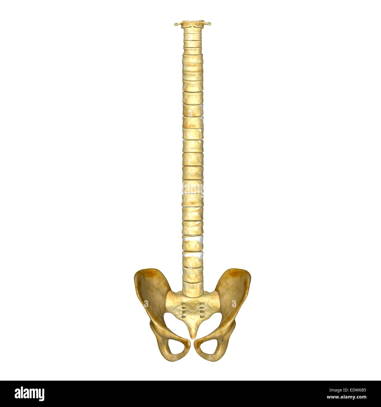 La moelle épinière et du bassin Banque D'Images