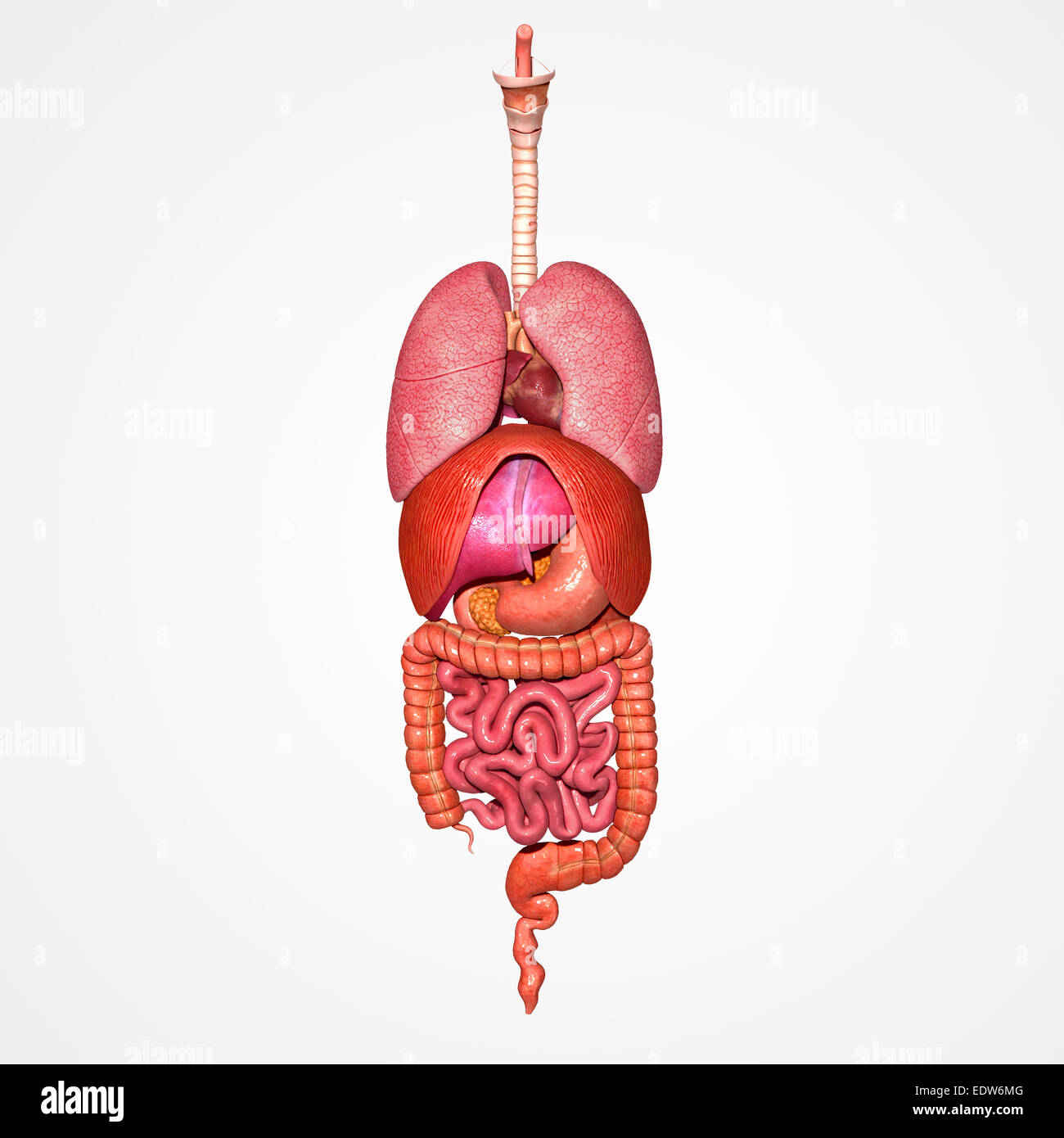 Système digestif humain Banque D'Images