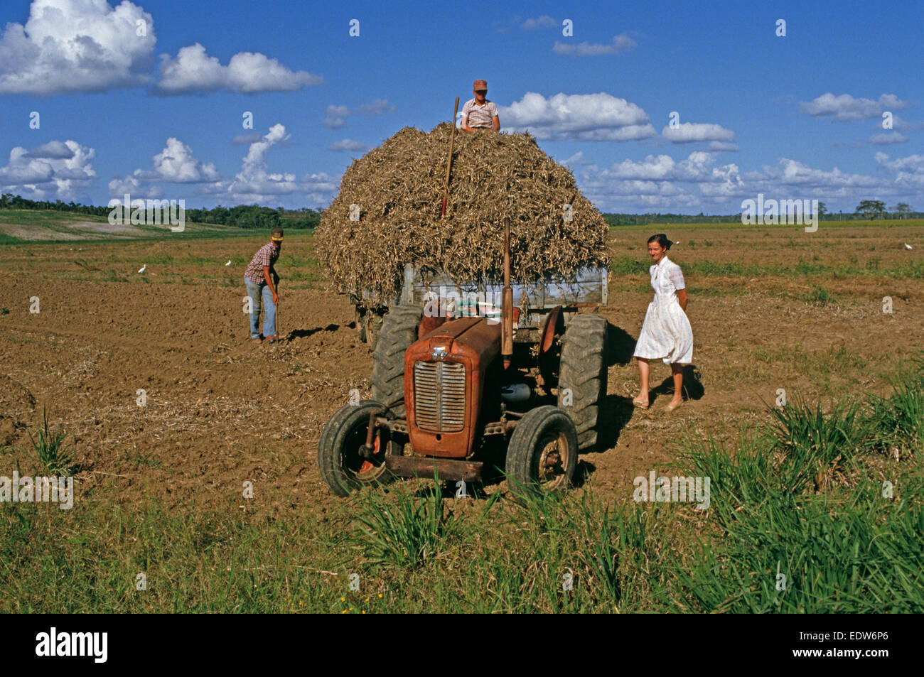 Des mennonites de la Spanish Lookout de travail Règlement sur les terres agricoles, Belize, en Amérique centrale, Juin 1985 Banque D'Images