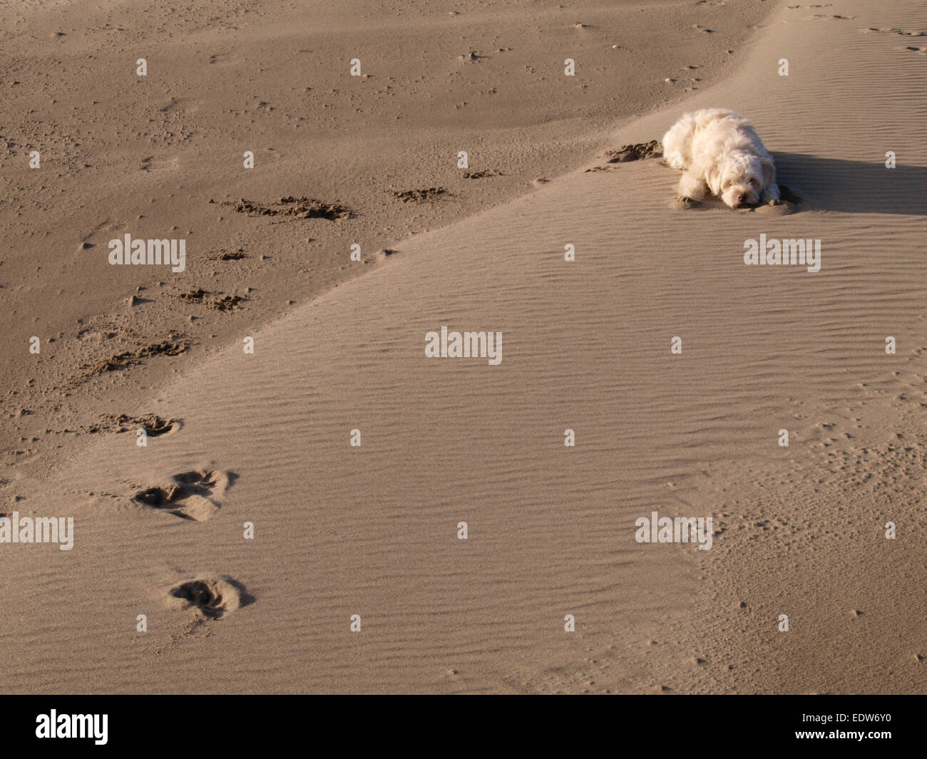 Petit labradoodle chien allongé sur le sable prêt à bondir avec empreintes de pas dans le sable, UK Banque D'Images