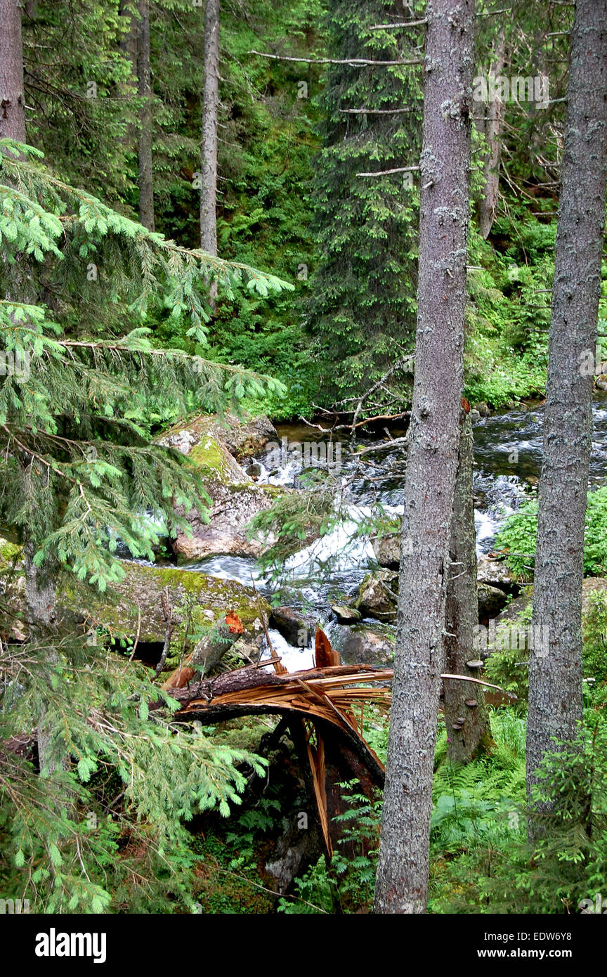 Rivière de montagne mystérieuse au milieu de la forêt Banque D'Images