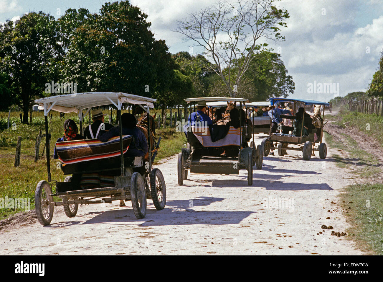 Les Mennonites orthodoxes dans le cheval et buggies, Belize, en Amérique centrale, Juin 1985 Banque D'Images