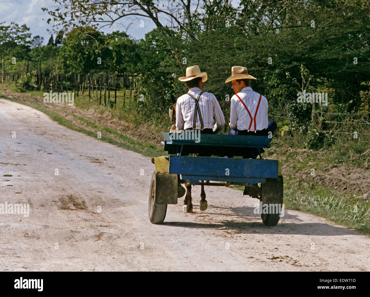 Les Mennonites en voiture à cheval de Barton Creek communauté orthodoxe, Belize, en Amérique centrale, Juin 1985 Banque D'Images
