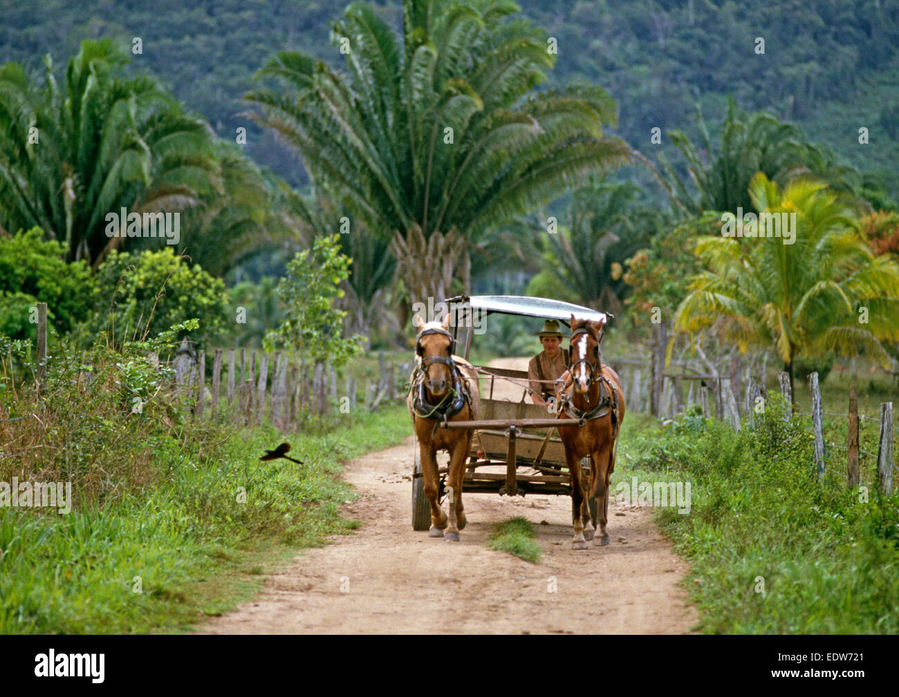 Des chevaux et des Mennonites orthodoxes buggy, Belize, en Amérique centrale, Juin 1985 Banque D'Images