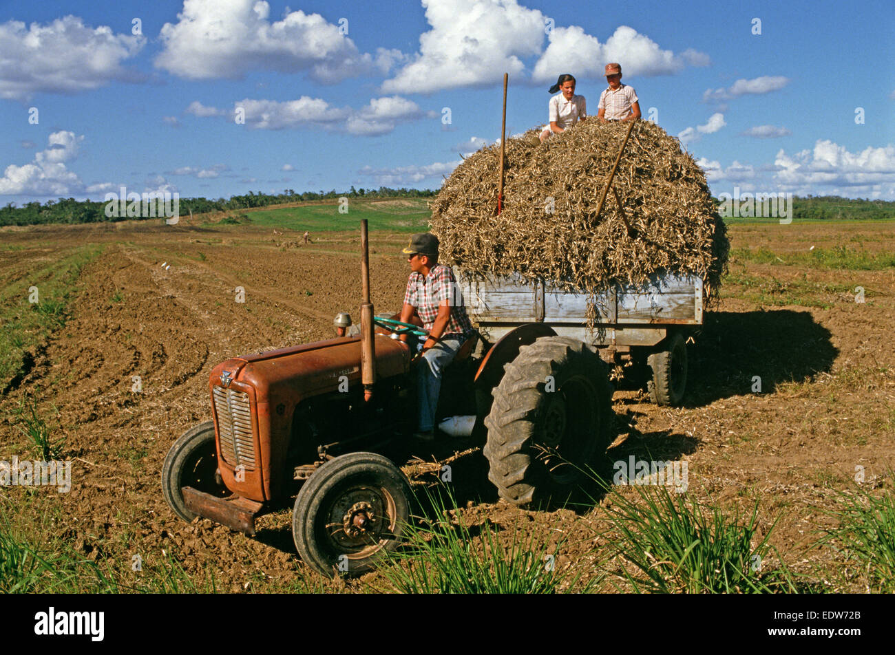 Des mennonites de la Spanish Lookout de travail Règlement sur les terres agricoles, Belize, en Amérique centrale, Juin 1985 Banque D'Images