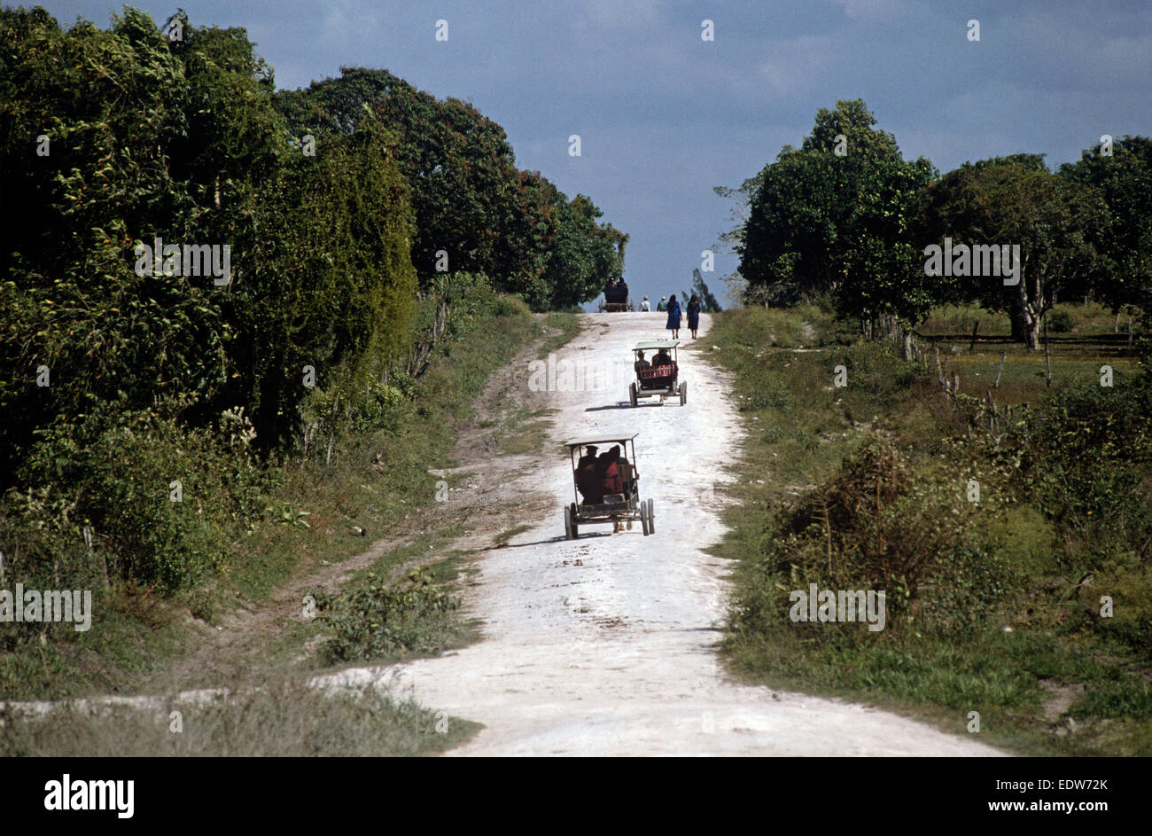 Les Mennonites orthodoxes dans le cheval et buggies, Belize, en Amérique centrale, Juin 1985 Banque D'Images