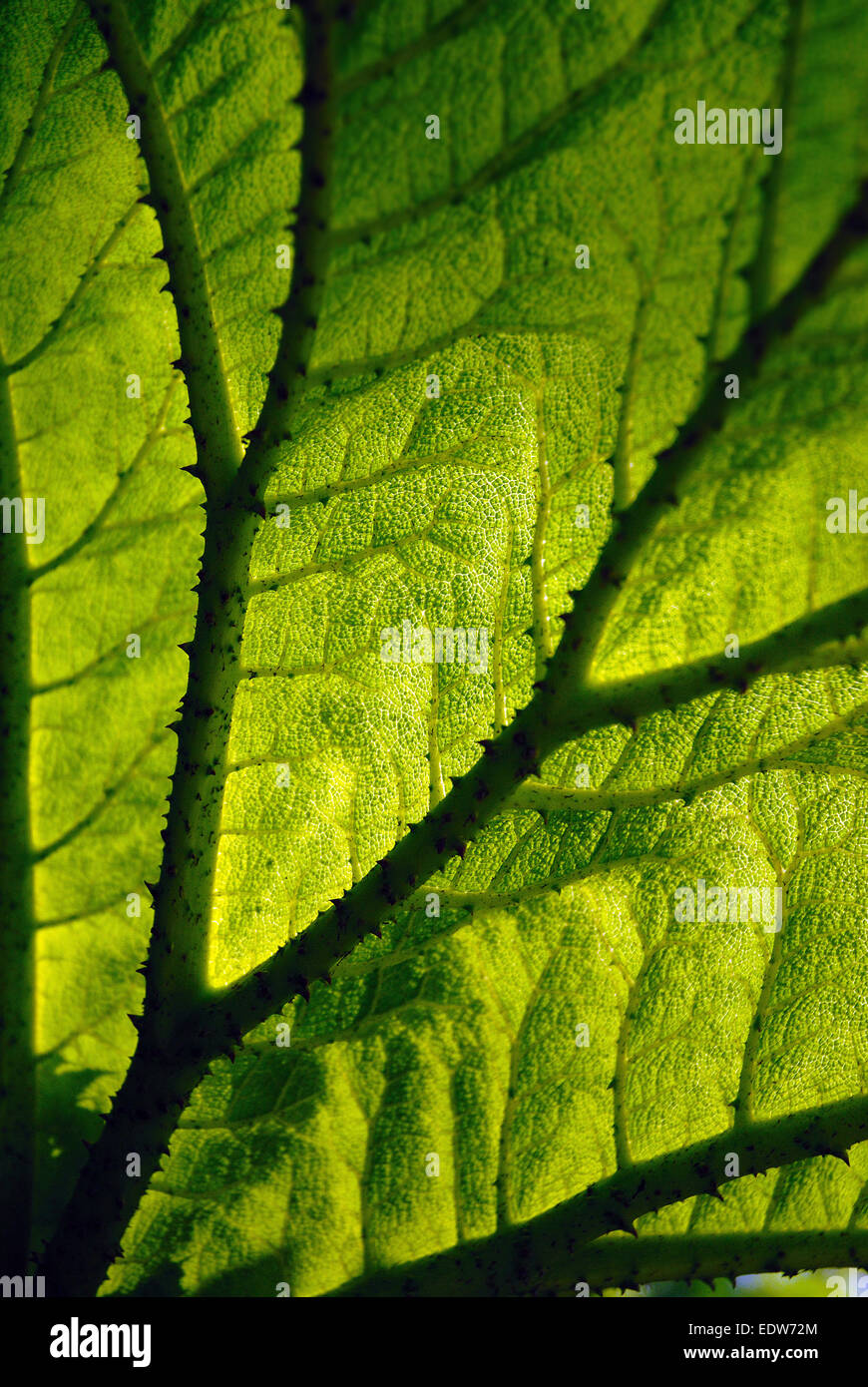 Close up of leaf rétroéclairé Banque D'Images