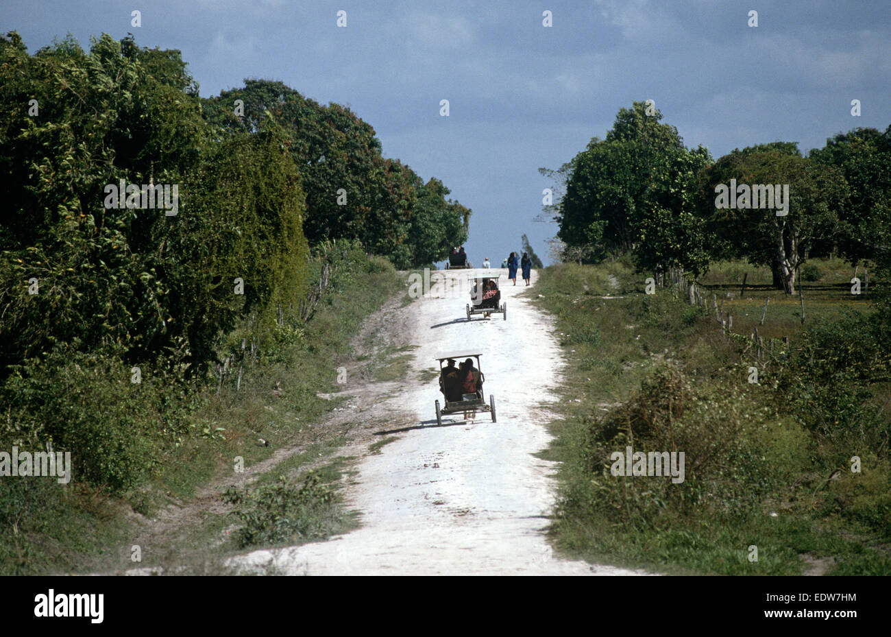 Les Mennonites orthodoxes dans le cheval et buggies, Belize, en Amérique centrale, Juin 1985 Banque D'Images