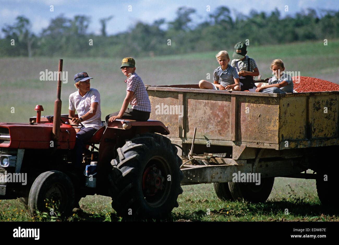 Des mennonites de la Spanish Lookout de travail Règlement sur les terres agricoles, Belize, en Amérique centrale, Juin 1985 Banque D'Images