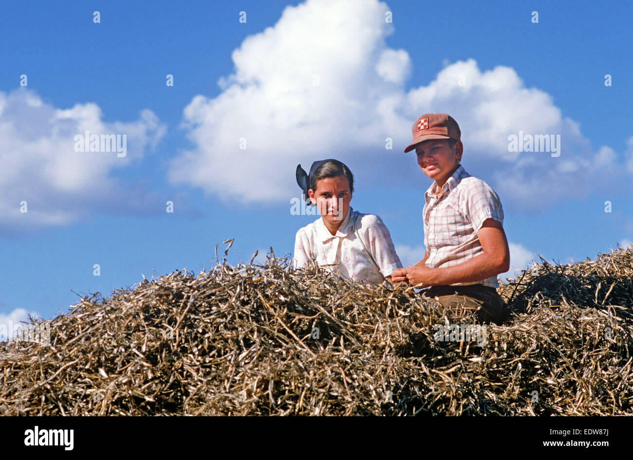 Des mennonites de la Spanish Lookout de travail Règlement sur les terres agricoles, Belize, en Amérique centrale, Juin 1985 Banque D'Images