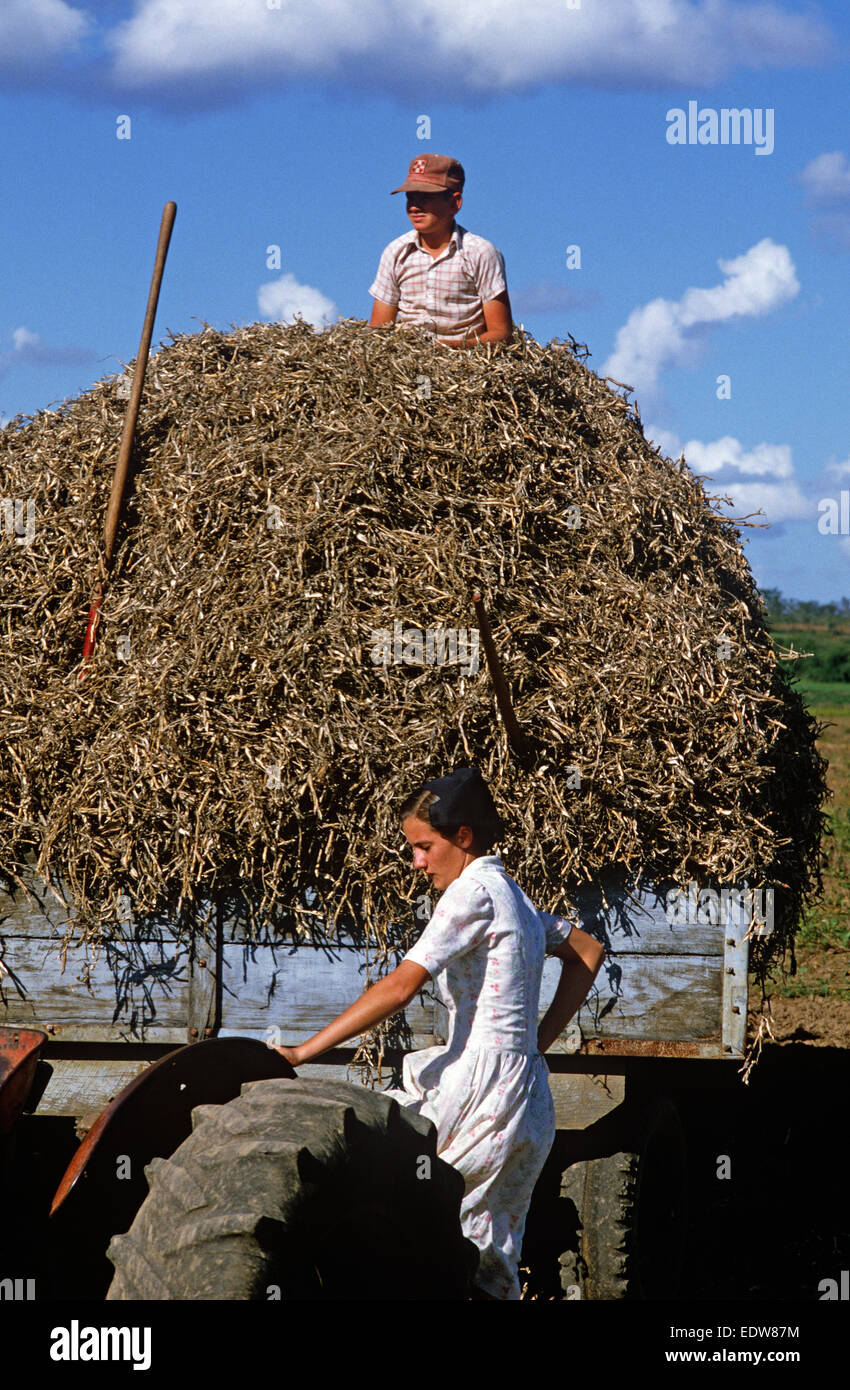 Des mennonites de la Spanish Lookout de travail Règlement sur les terres agricoles, Belize, en Amérique centrale, Juin 1985 Banque D'Images