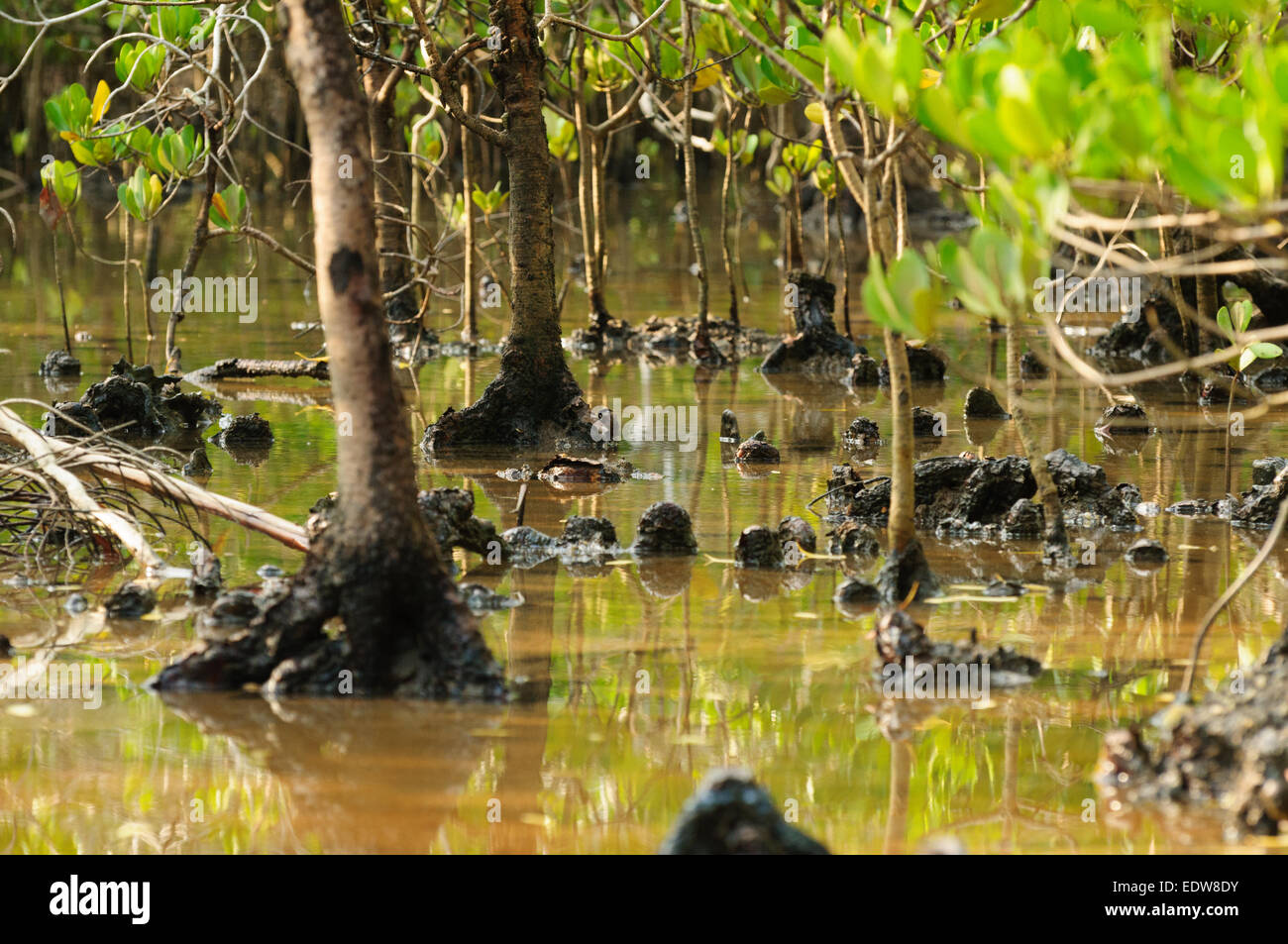 Les mangroves inondées Banque D'Images