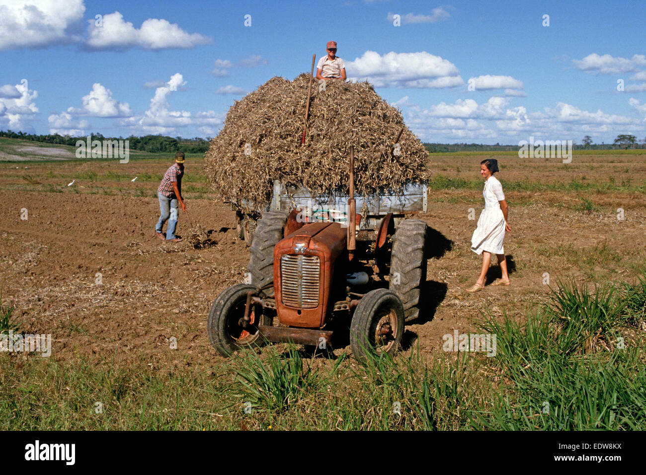 Des mennonites de la Spanish Lookout de travail Règlement sur les terres agricoles, Belize, en Amérique centrale, Juin 1985 Banque D'Images
