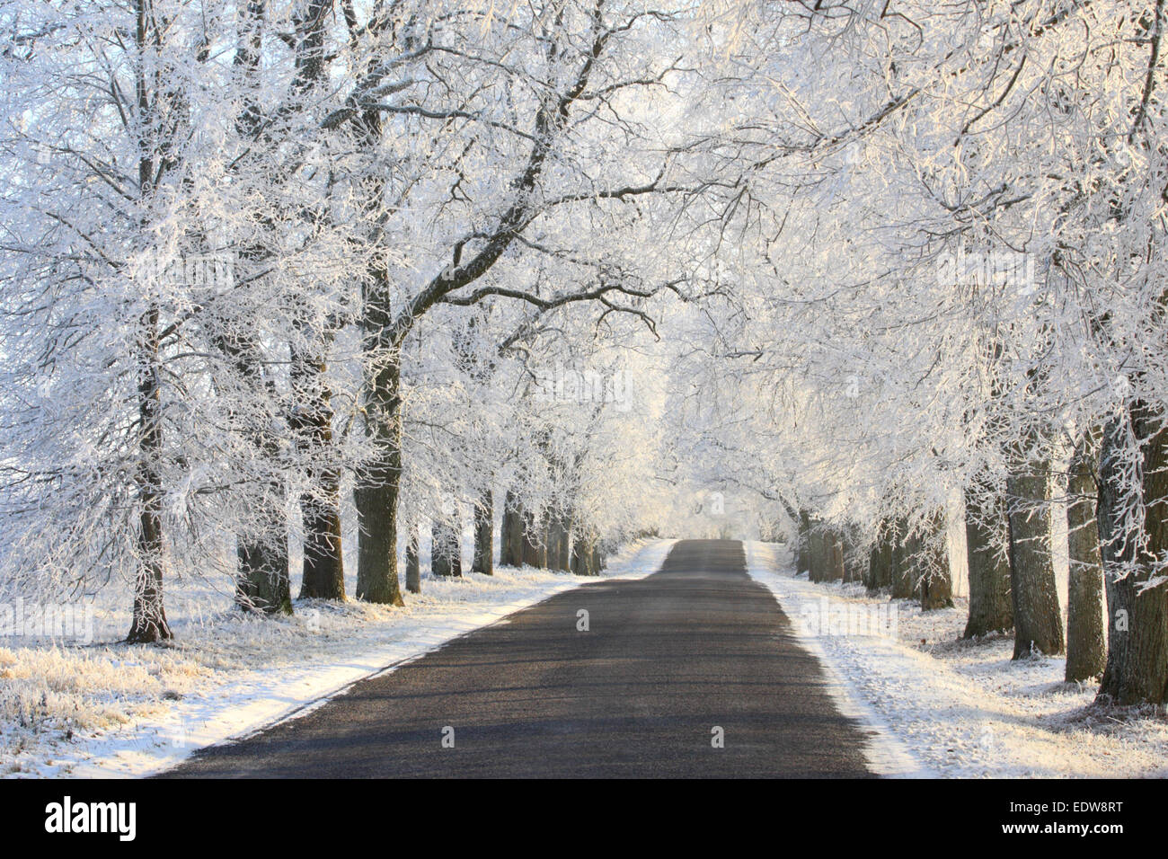 Route de l'allée d'arbres couverts de givre. Banque D'Images