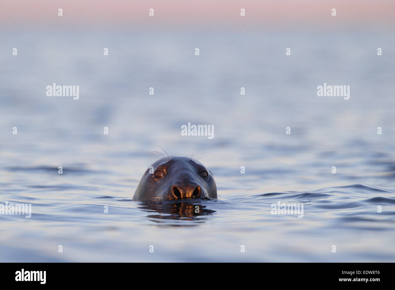 Portrait de natation de phoques gris (Halichoerus grypus), mer Baltique. Banque D'Images